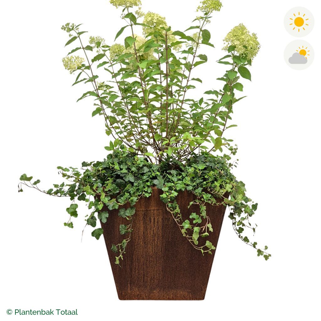productfoto van plantenbak Cortenstaal Tap Pluimhortensia Combinatie