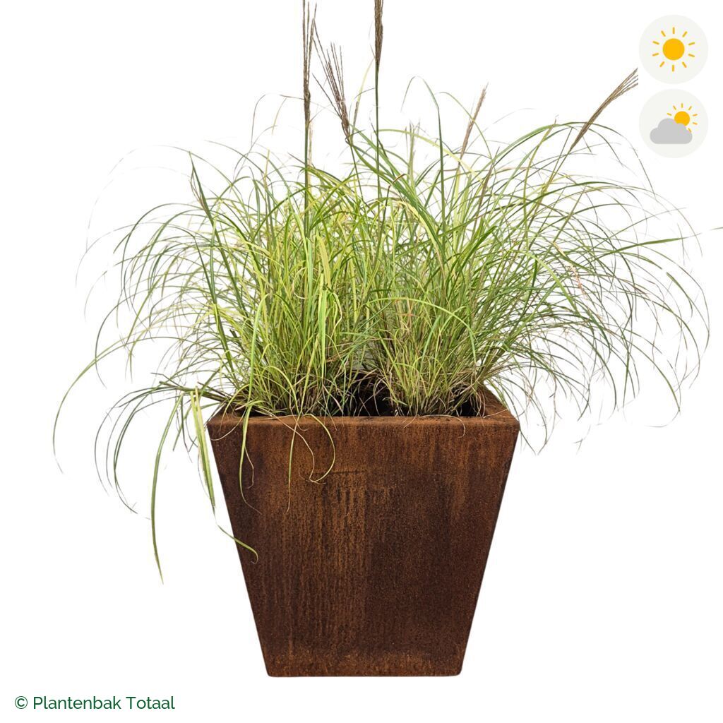 productfoto van plantenbak Cortenstaal Tap Prachtriet