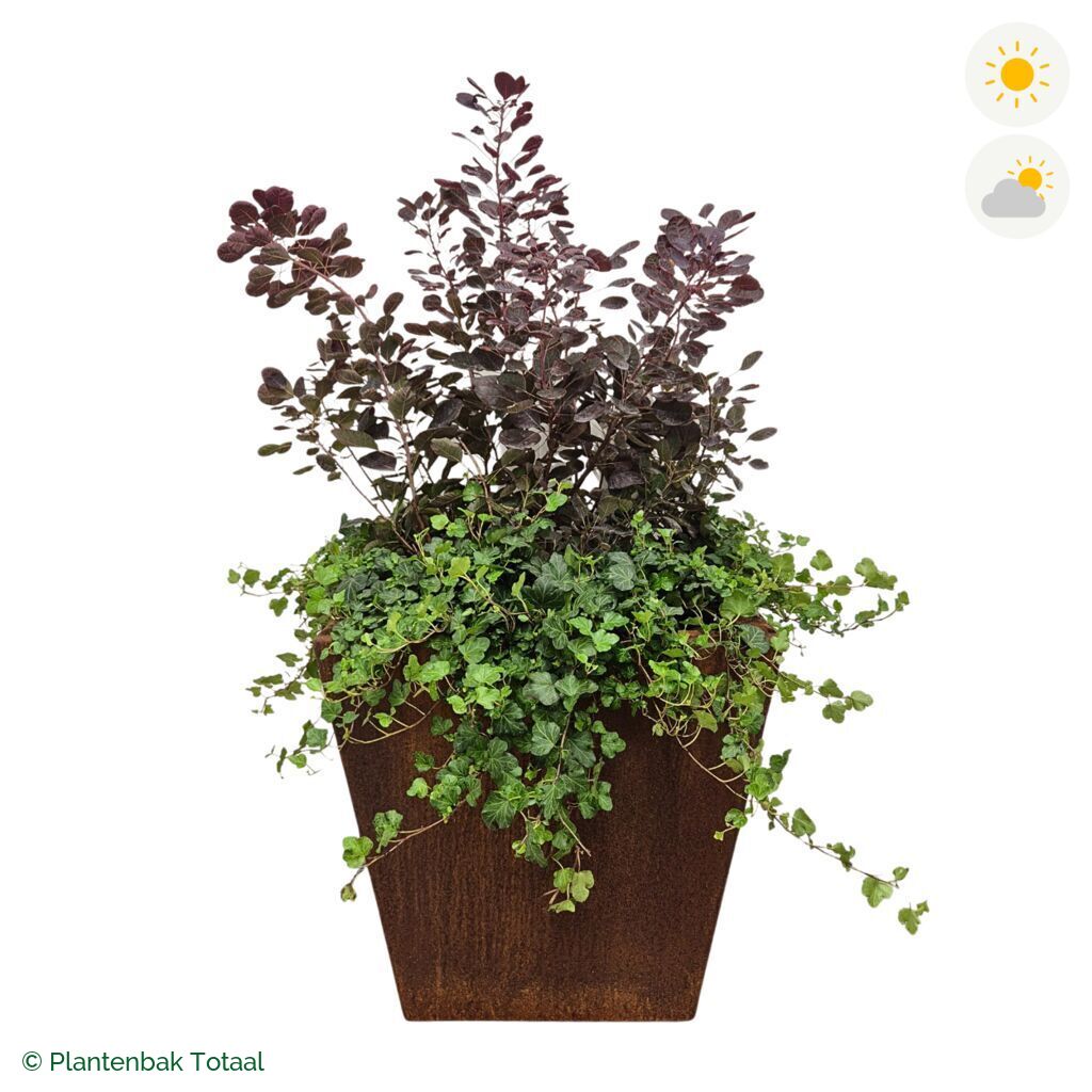 productfoto van plantenbak Cortenstaal Tap Pruikenboom Combinatie