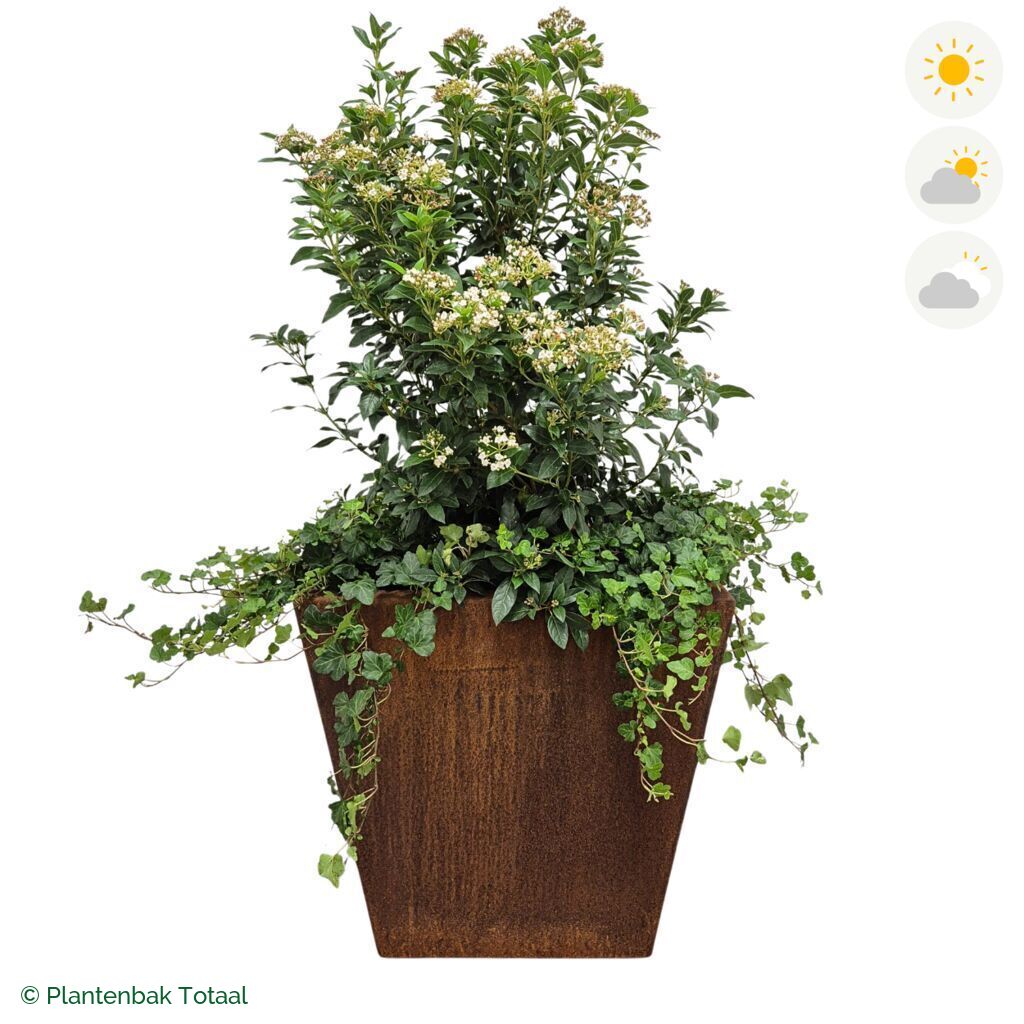 productfoto van plantenbak Cortenstaal Tap Sneeuwbal Combinatie