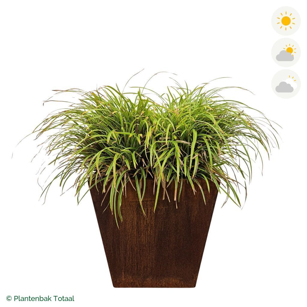 productfoto van plantenbak Cortenstaal Tap Zegge