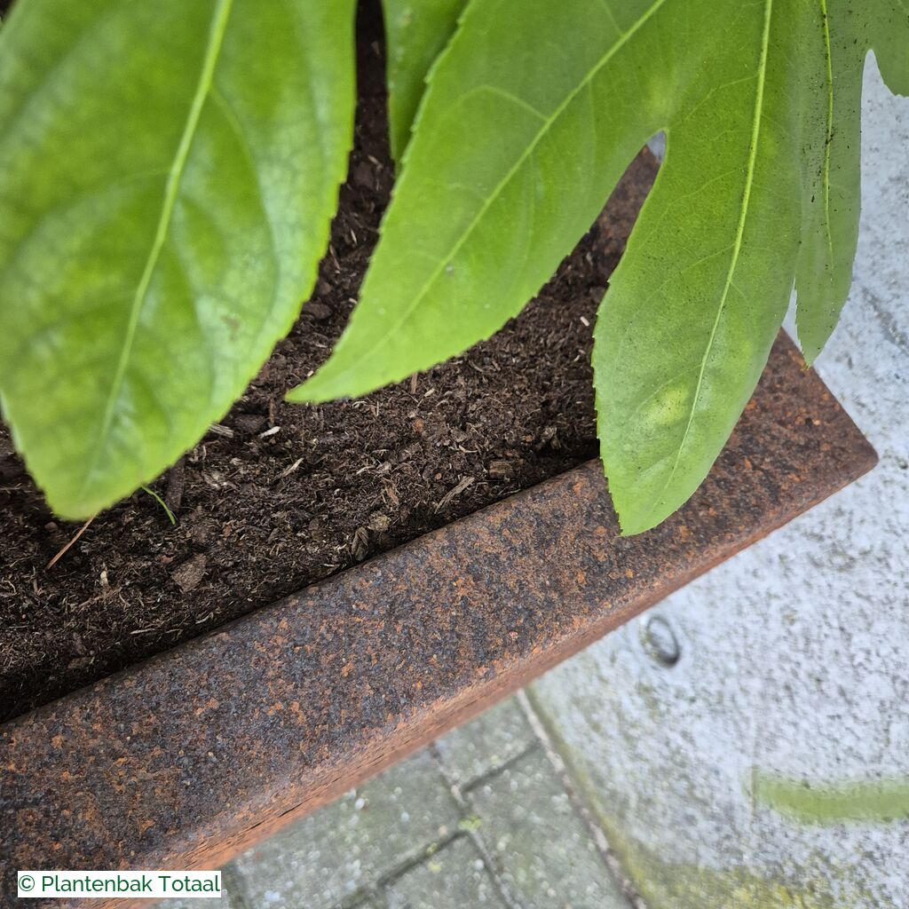 productlijn foto van plantenbak CS Carrez rechthoek