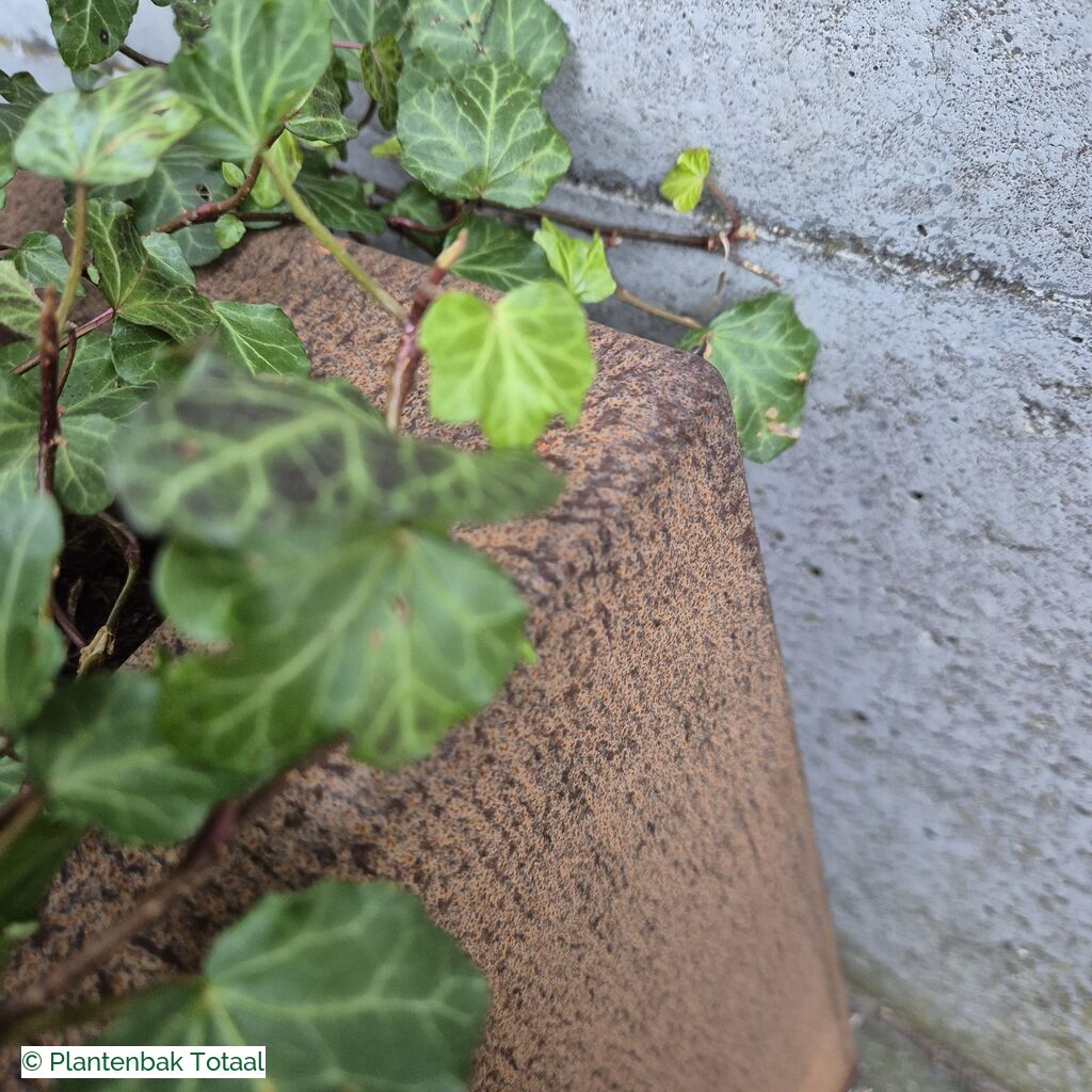 productlijn foto van plantenbak CS Carrez vierkant