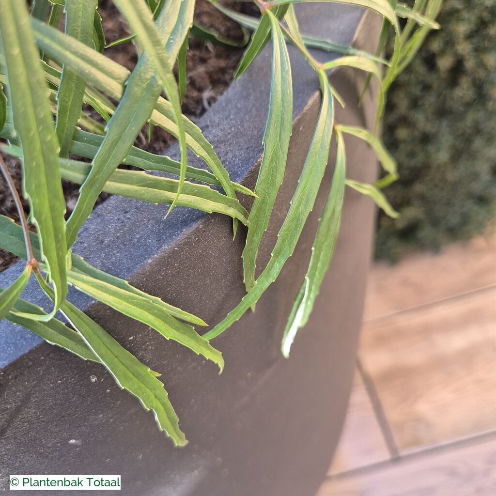 productlijn foto van plantenbak FF Dax rond