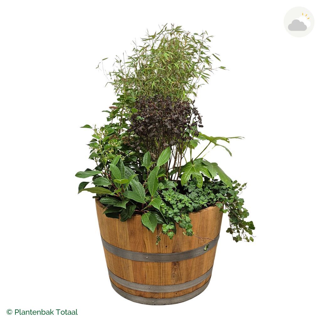 productfoto van plantenbak Eikenhout Half Wijnvat Set Amazone