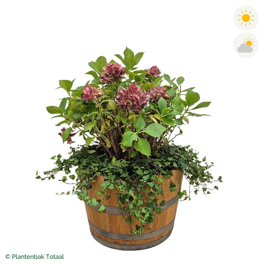 productfoto van plantenbak Eikenhout Half Wijnvat Boerenhortensia Combinatie