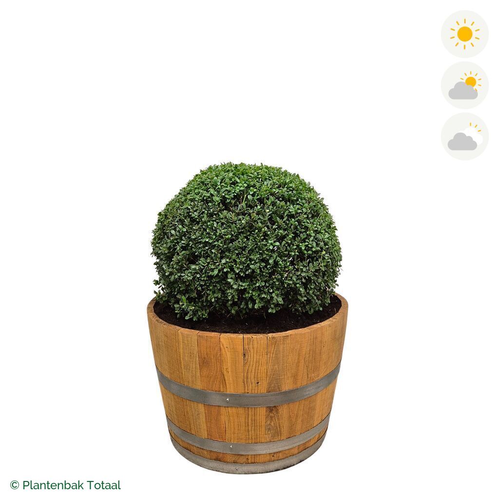productfoto van plantenbak Eikenhout Half Wijnvat Japanse Hulst