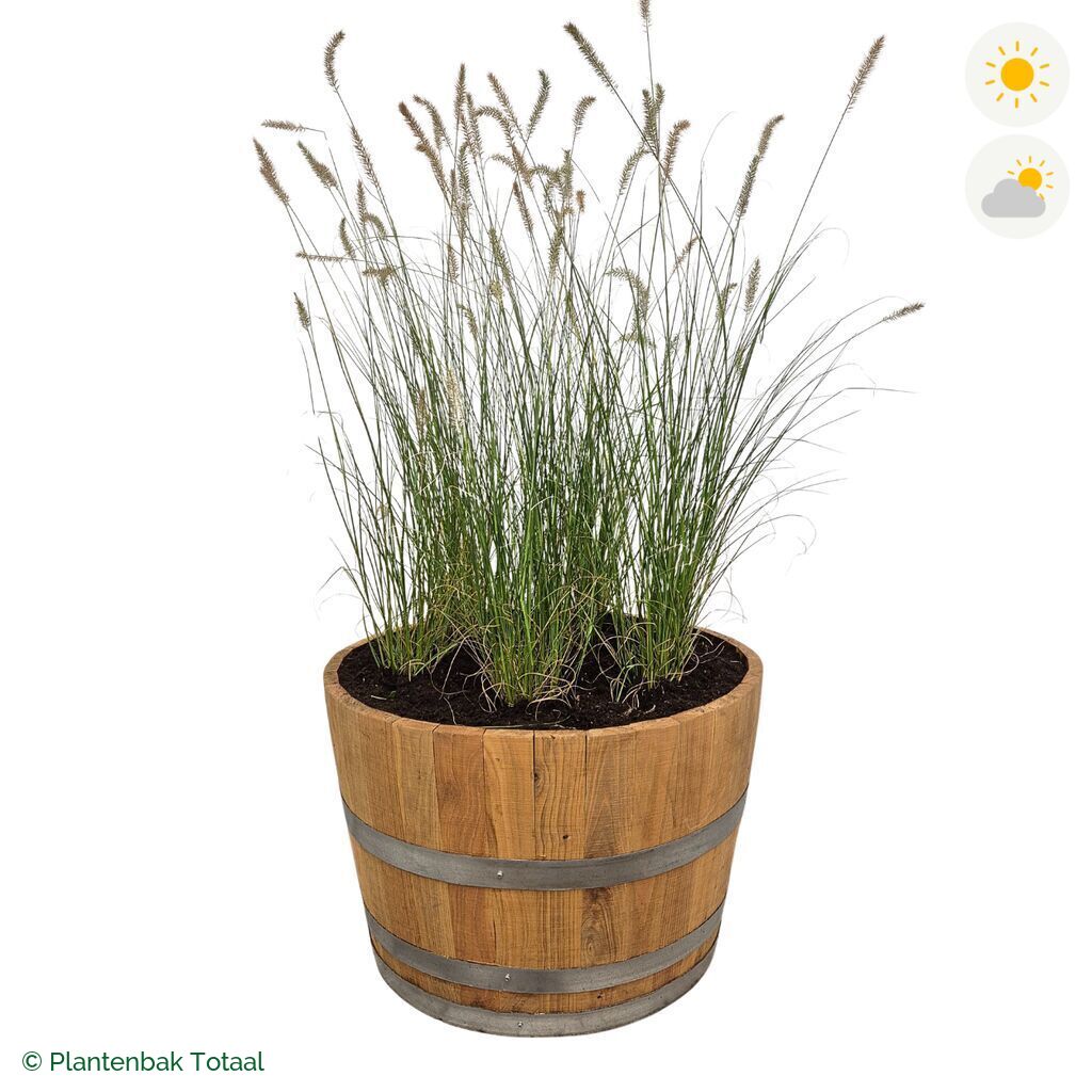 productfoto van plantenbak Eikenhout Half Wijnvat Lampenpoetsersgras