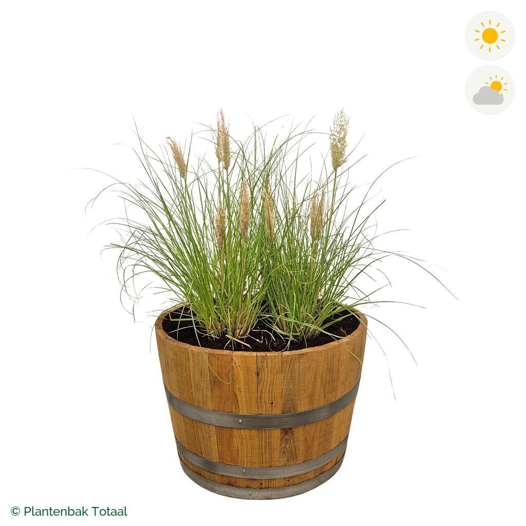 productfoto van plantenbak Eikenhout Half Wijnvat Pampasgras