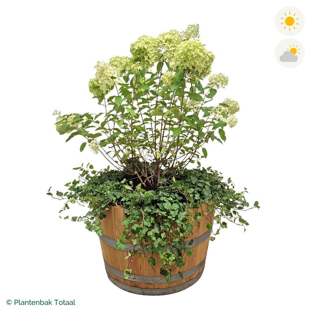 productfoto van plantenbak Eikenhout Half Wijnvat Pluimhortensia Combinatie