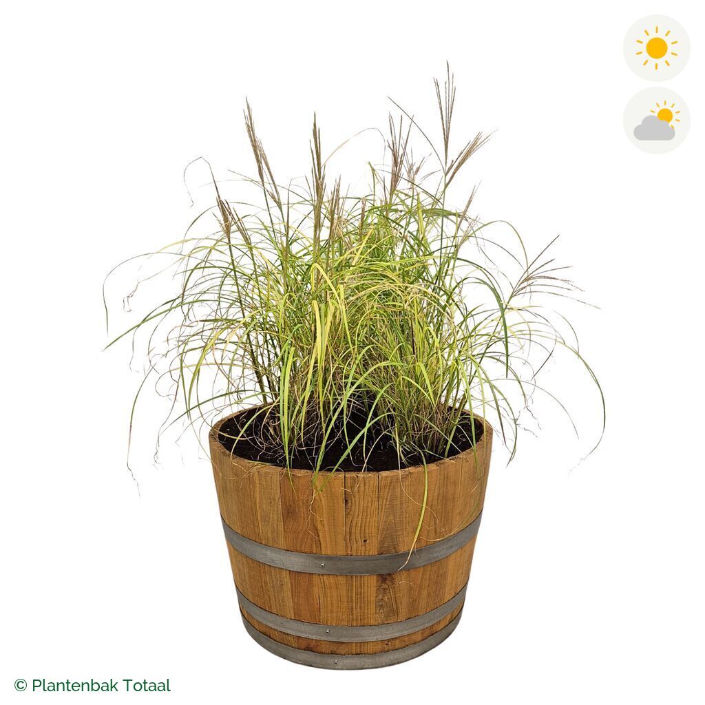 productfoto van plantenbak Eikenhout Half Wijnvat Prachtriet