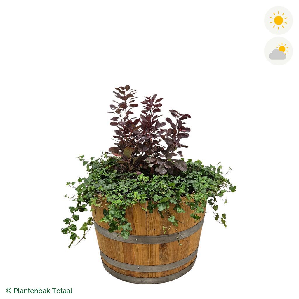 productfoto van plantenbak Eikenhout Half Wijnvat Pruikenboom Combinatie