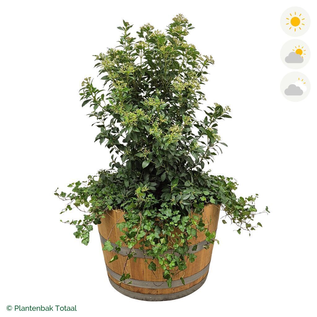 productfoto van plantenbak Eikenhout Half Wijnvat Sneeuwbal Combinatie