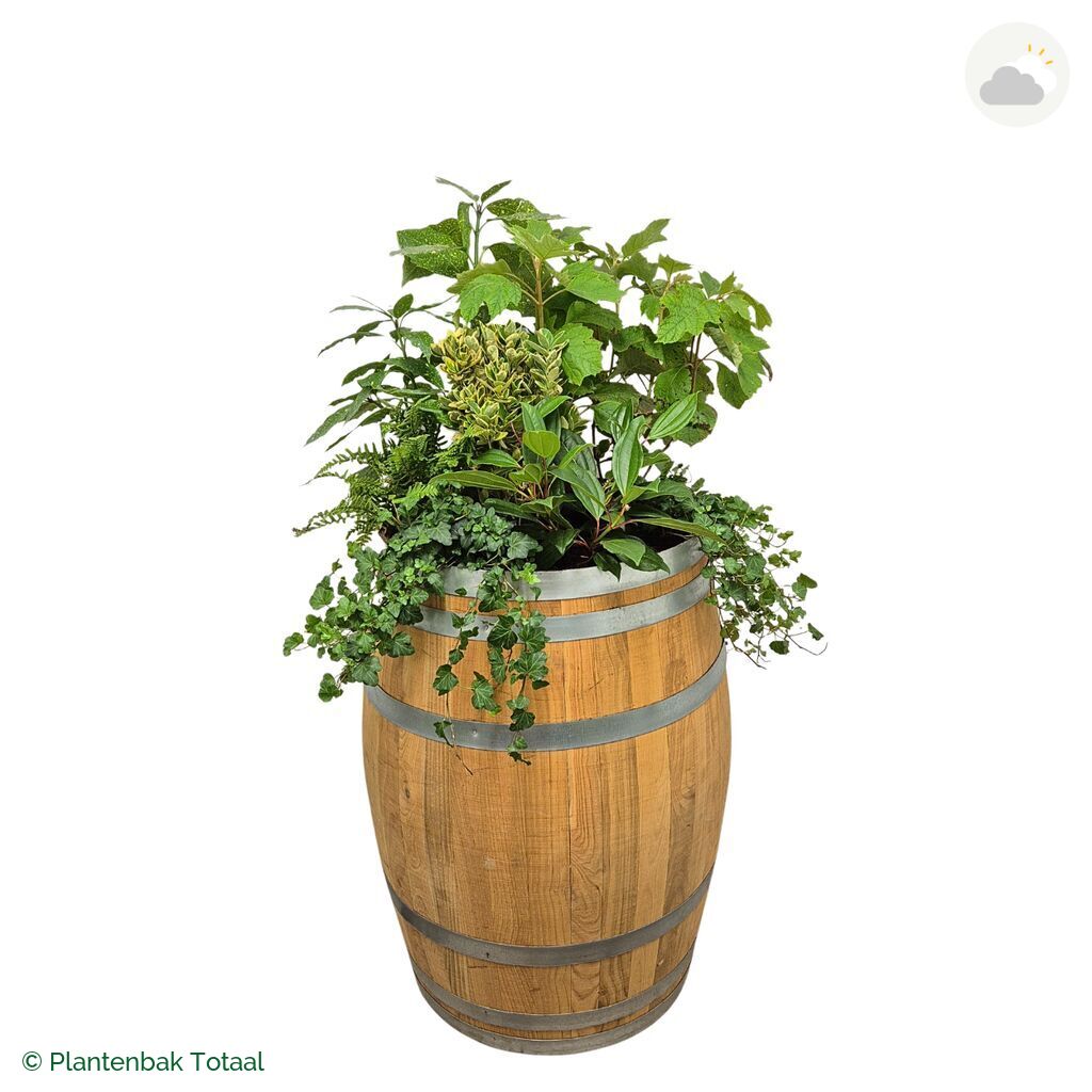 productfoto van plantenbak Eikenhout Wijnvat Set Amazone