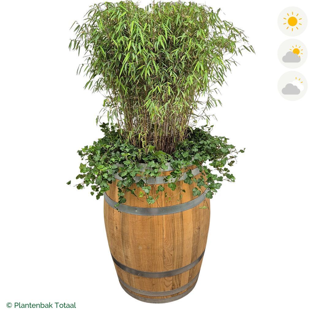 productfoto van plantenbak Eikenhout Wijnvat Bamboe Combinatie