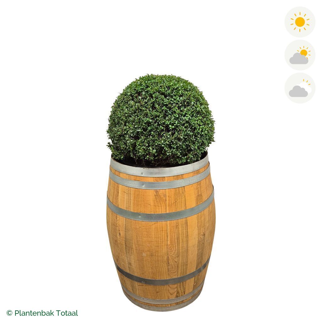productfoto van plantenbak Eikenhout Wijnvat Japanse Hulst