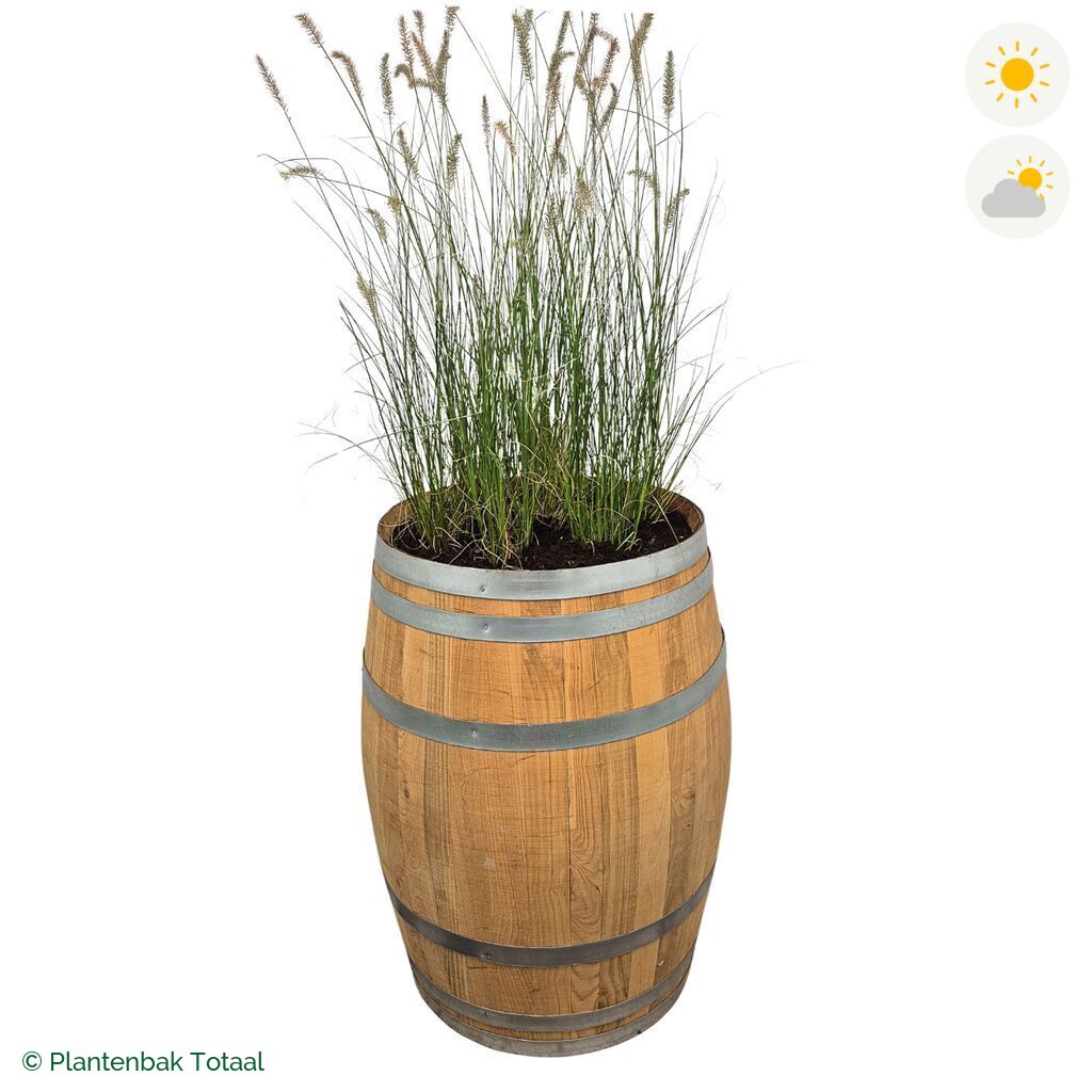 productfoto van plantenbak Eikenhout Wijnvat Lampenpoetsersgras
