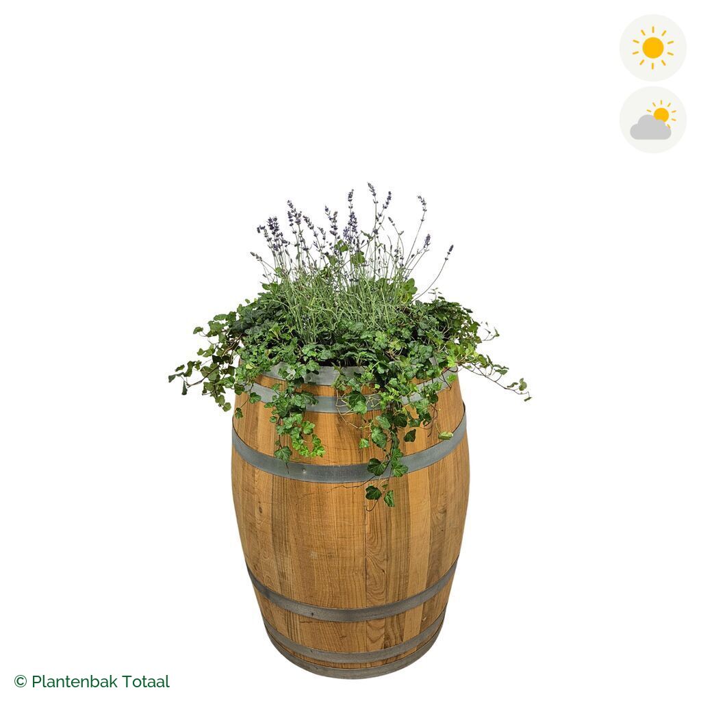 productfoto van plantenbak Eikenhout Wijnvat Lavendel Combinatie
