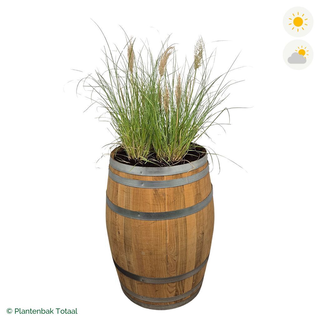 productfoto van plantenbak Eikenhout Wijnvat Pampasgras