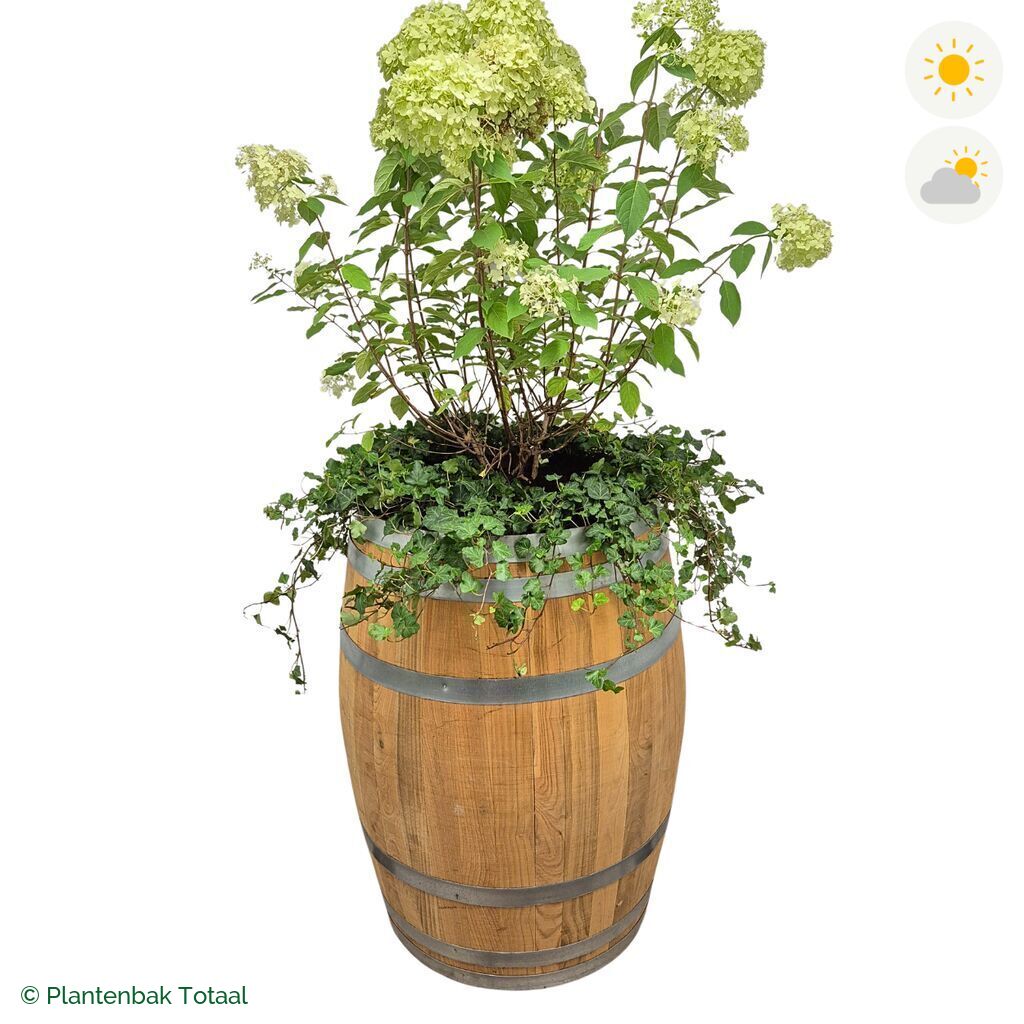 productfoto van plantenbak Eikenhout Wijnvat Pluimhortensia Combinatie
