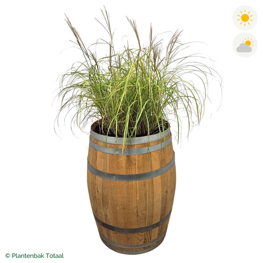 productfoto van plantenbak Eikenhout Wijnvat Prachtriet