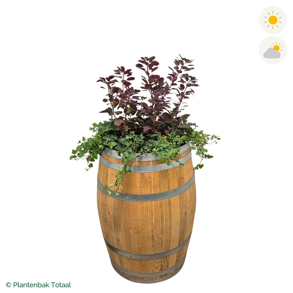 productfoto van plantenbak Eikenhout Wijnvat Pruikenboom Combinatie