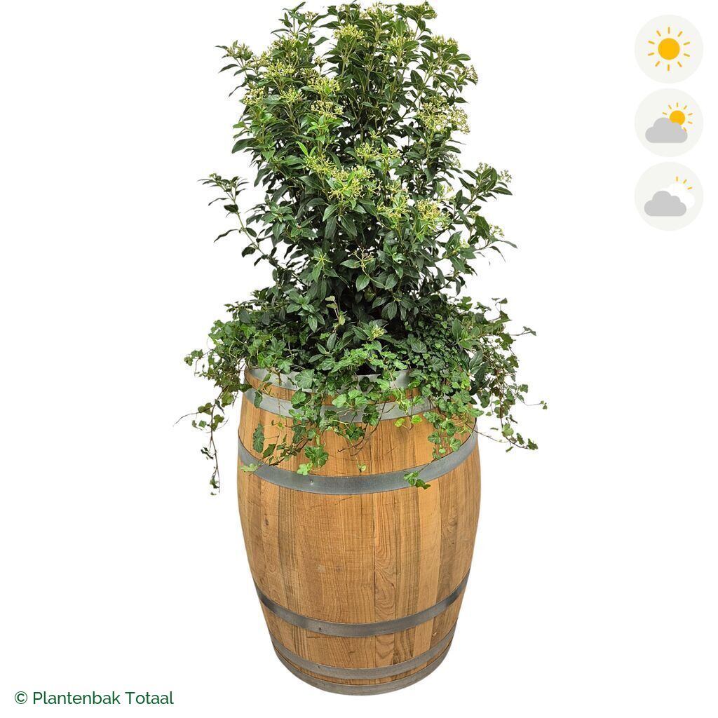 productfoto van plantenbak Eikenhout Wijnvat Sneeuwbal Combinatie