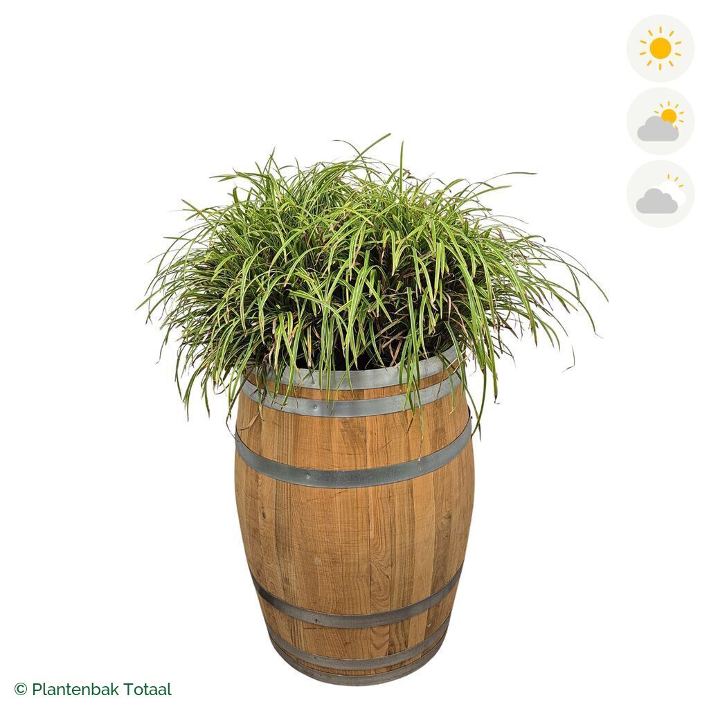 productfoto van plantenbak Eikenhout Wijnvat Zegge
