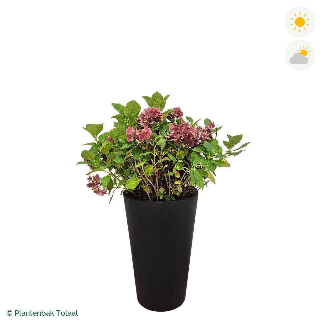 productfoto van plantenbak Fiberstone Belle Boerenhortensia Combinatie
