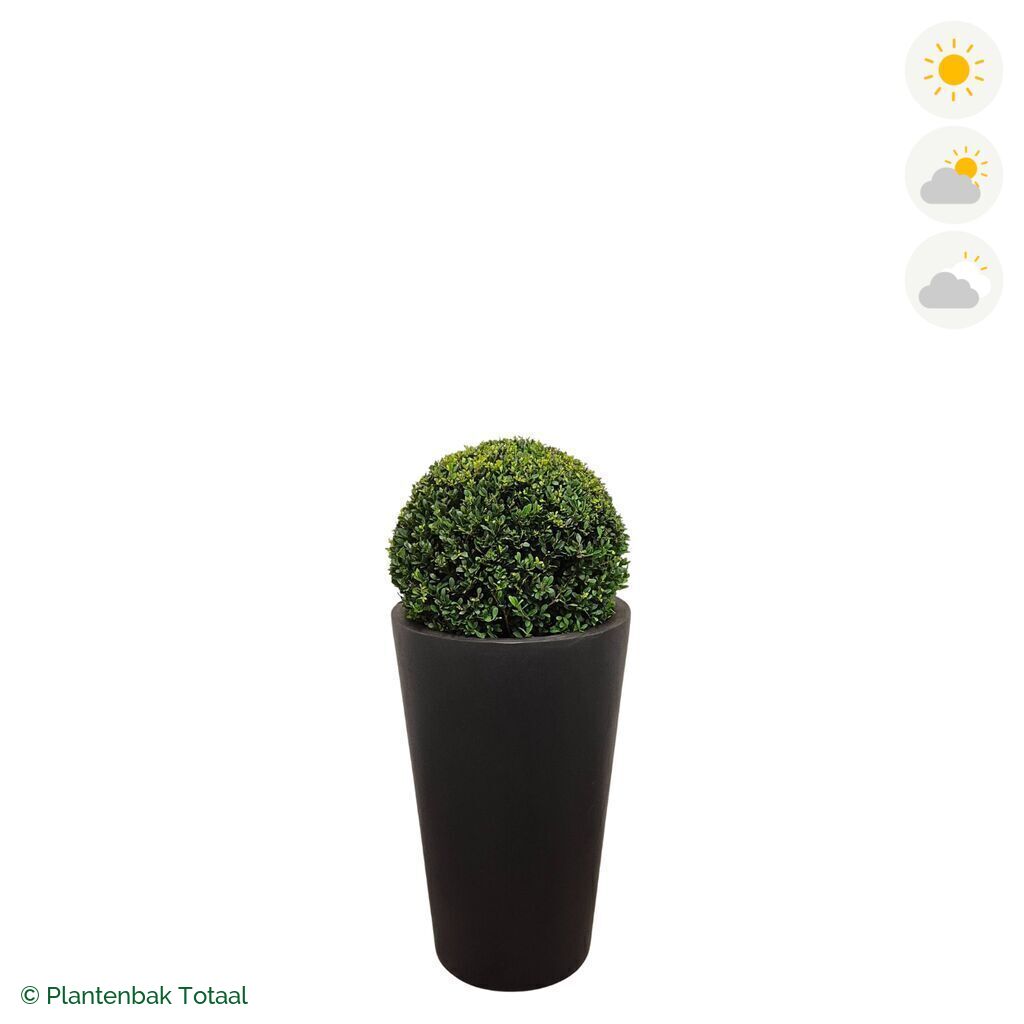 productfoto van plantenbak Fiberstone Belle Japanse Hulst