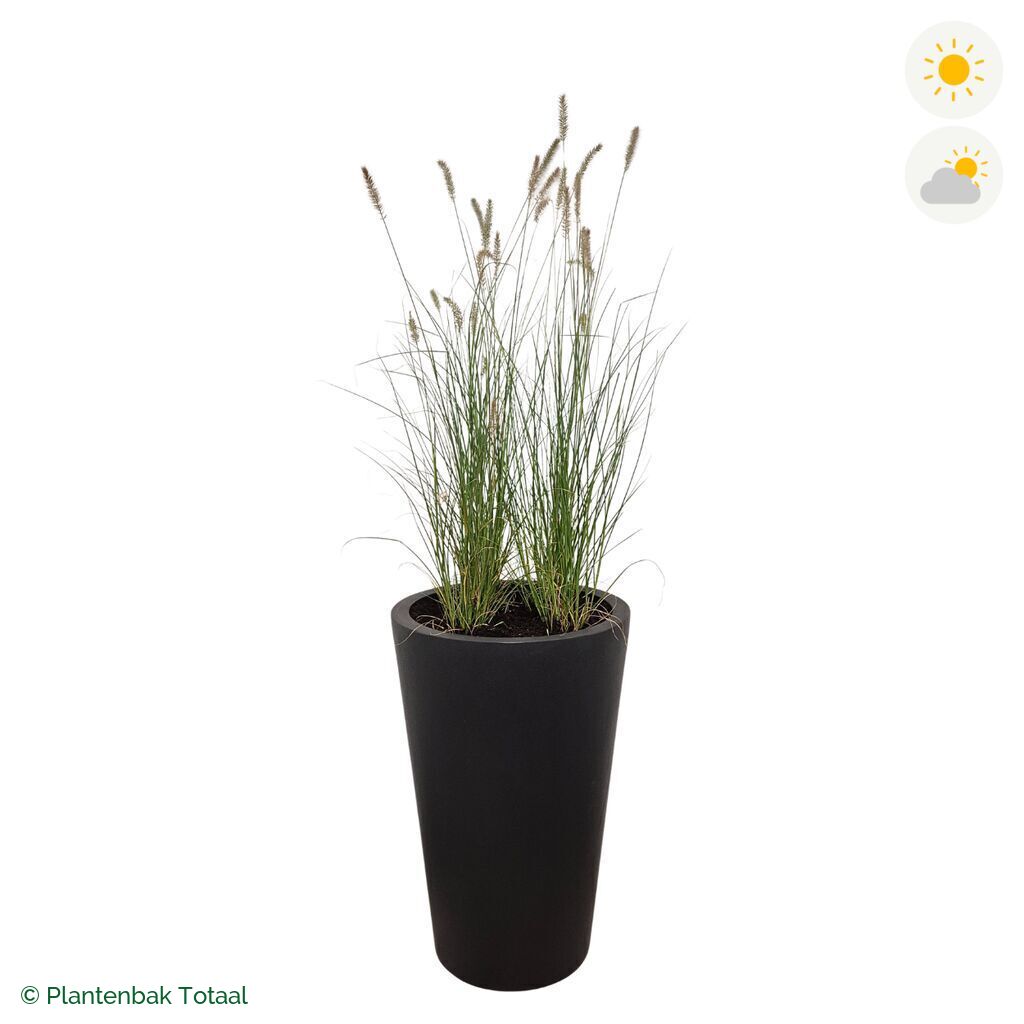 productfoto van plantenbak Fiberstone Belle Lampenpoetsersgras