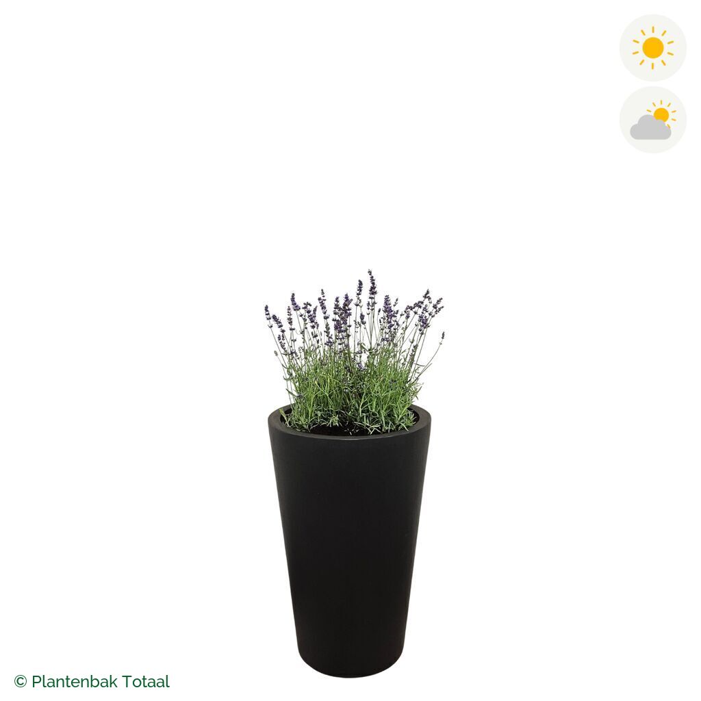productfoto van plantenbak Fiberstone Belle Lavendel Combinatie