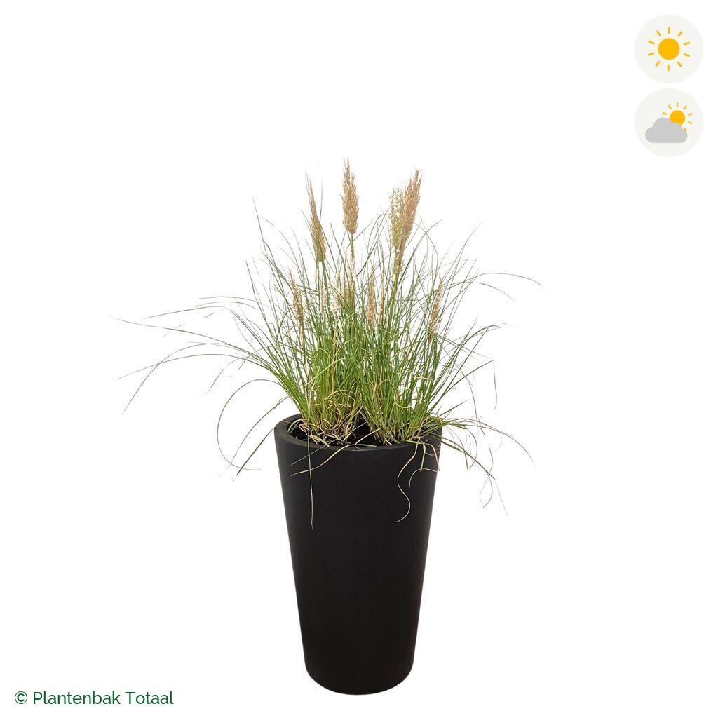 productfoto van plantenbak Fiberstone Belle Pampasgras