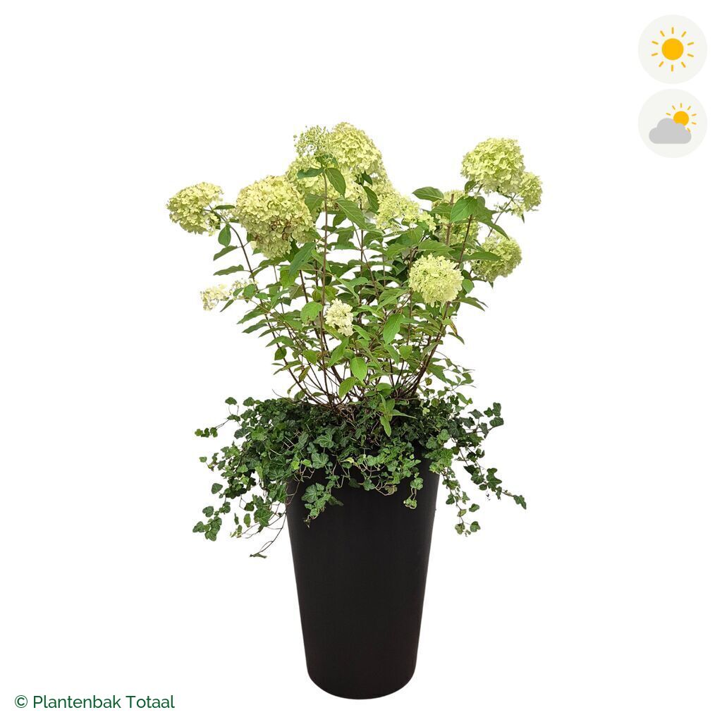productfoto van plantenbak Fiberstone Belle Pluimhortensia Combinatie