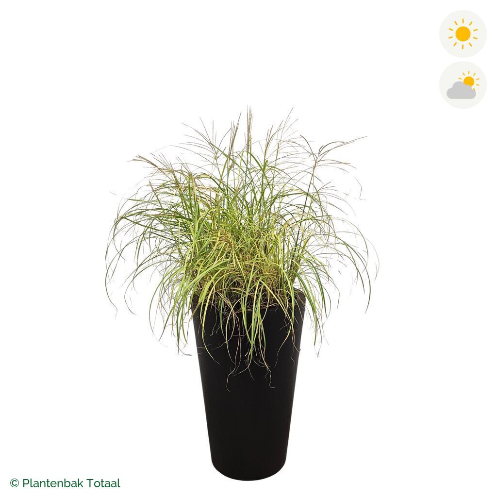 productfoto van plantenbak Fiberstone Belle Prachtriet