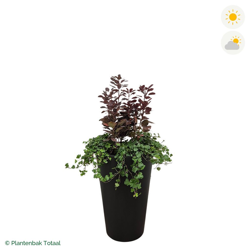 productfoto van plantenbak Fiberstone Belle Pruikenboom Combinatie
