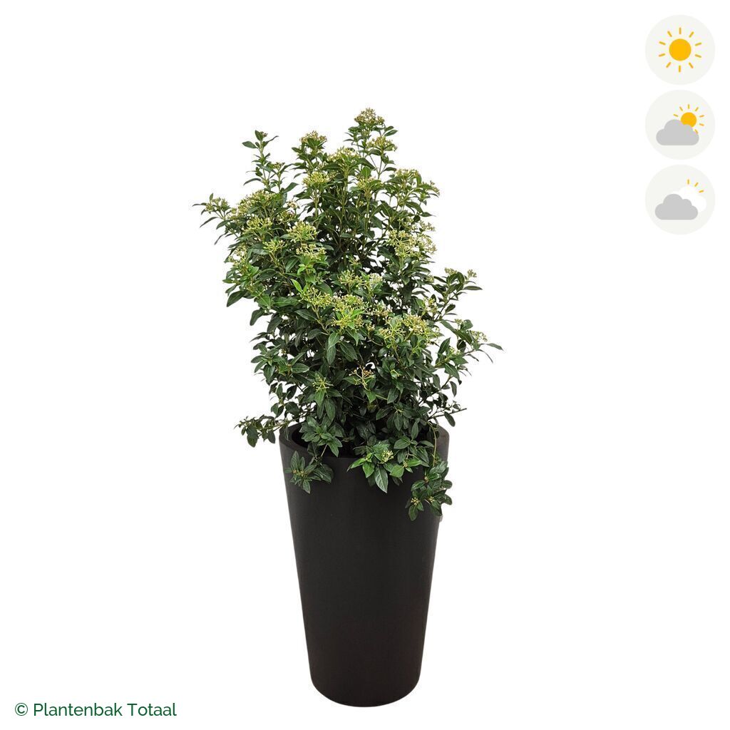 productfoto van plantenbak Fiberstone Belle Sneeuwbal Combinatie
