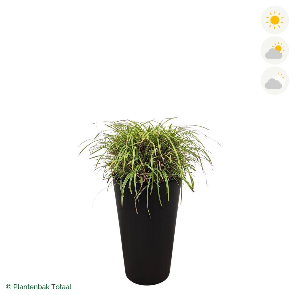 productfoto van plantenbak Fiberstone Belle Zegge