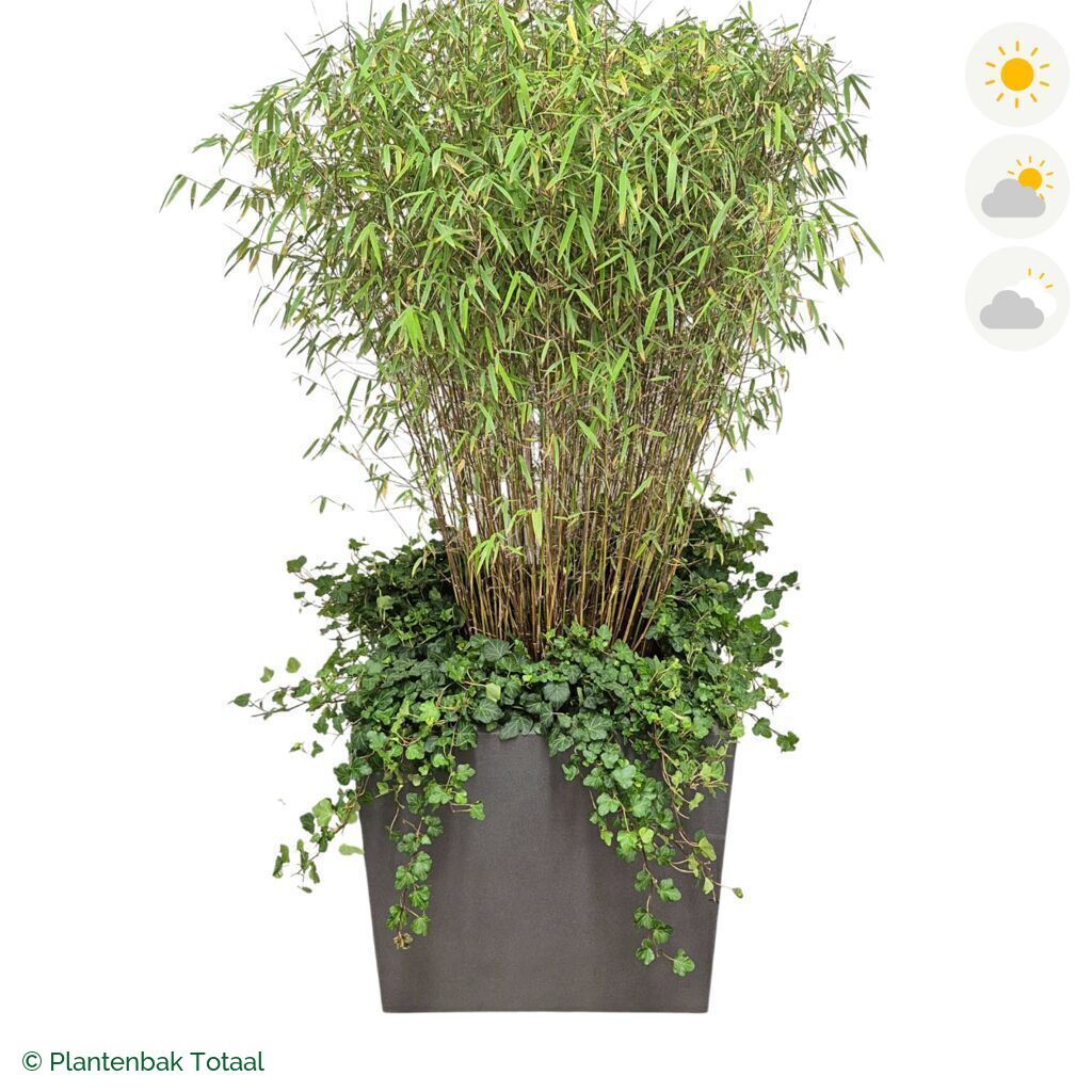 productfoto van plantenbak Fiberstone Block Vierkant Bamboe Combinatie