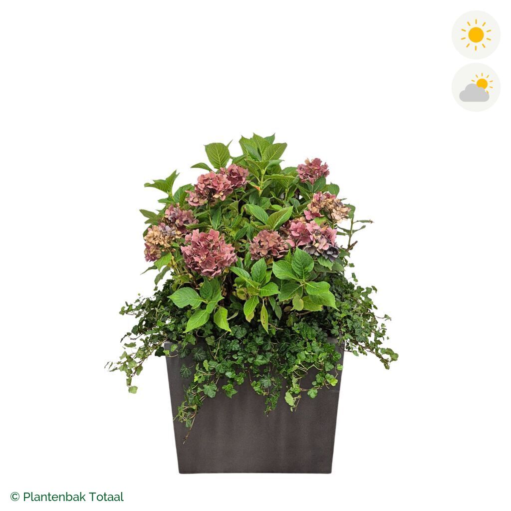 productfoto van plantenbak Fiberstone Block Vierkant Boerenhortensia Combinatie