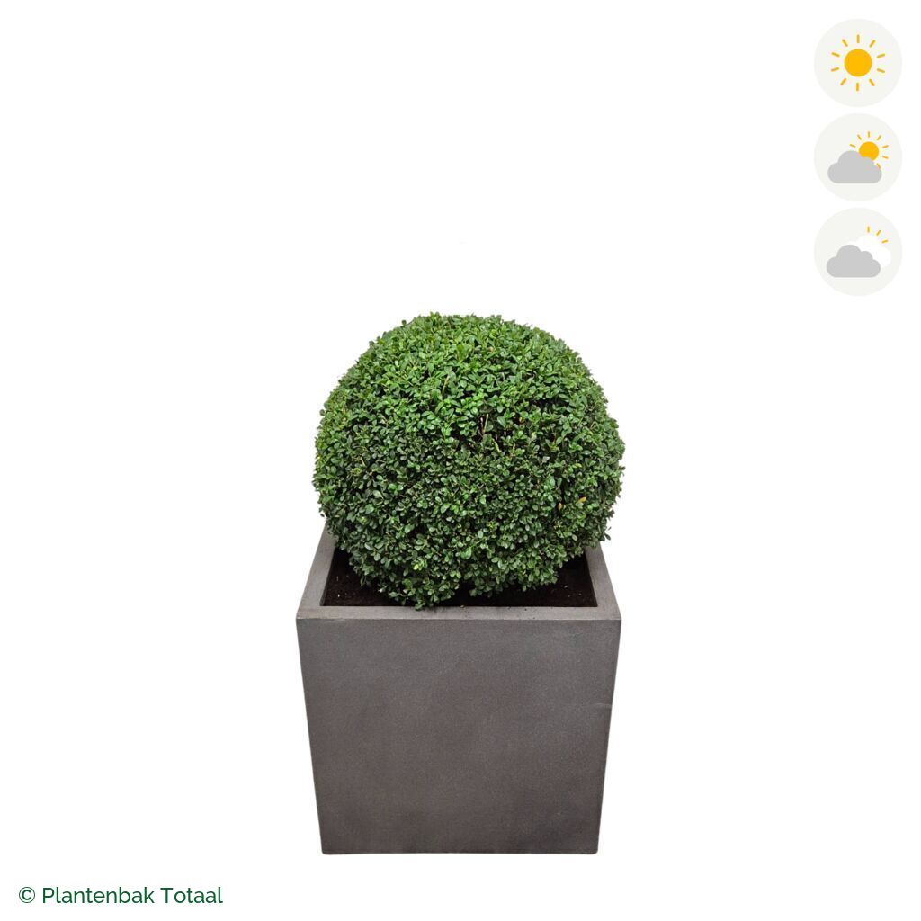 productfoto van plantenbak Fiberstone Block Vierkant Japanse Hulst