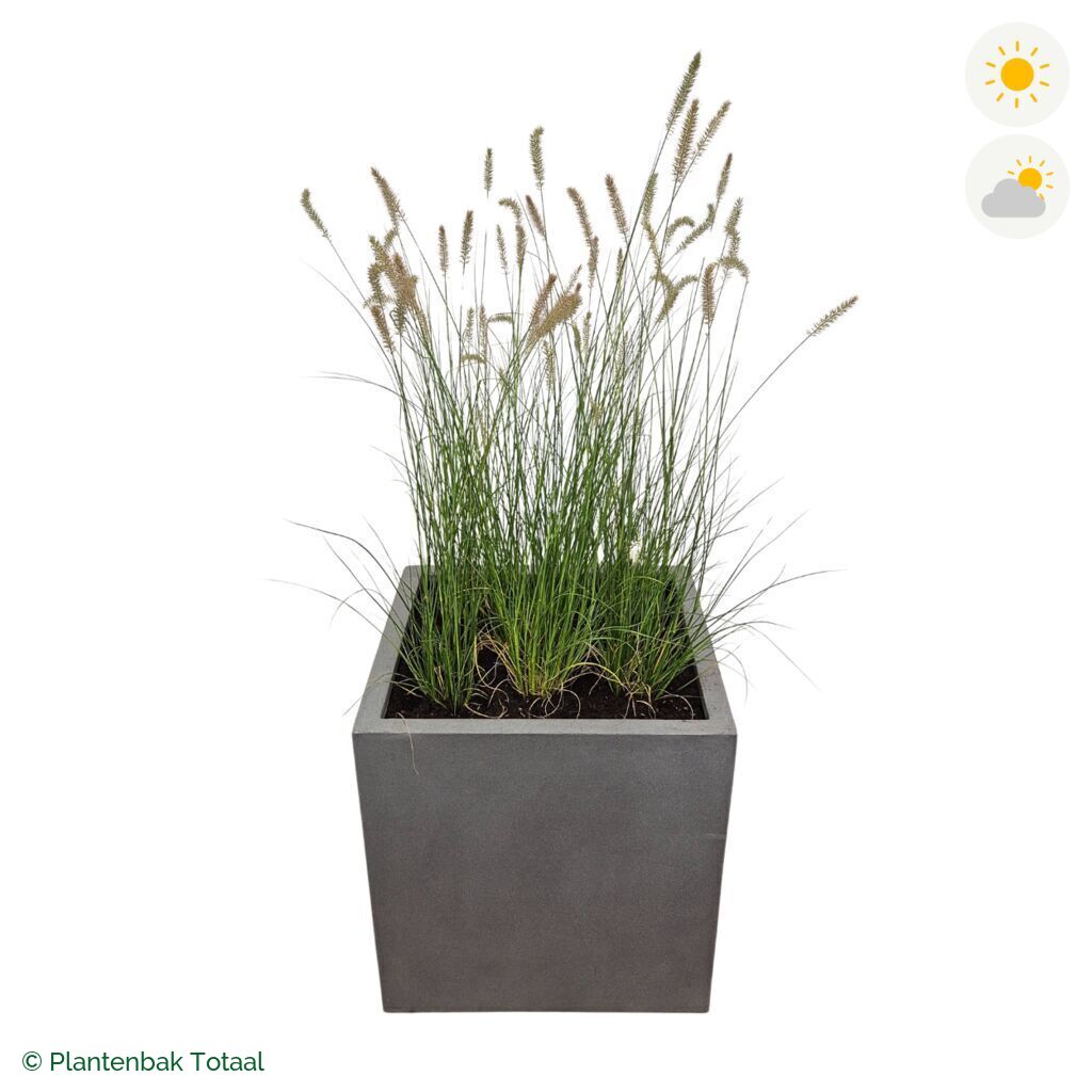productfoto van plantenbak Fiberstone Block Vierkant Lampenpoetsersgras