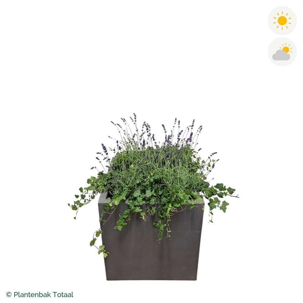 productfoto van plantenbak Fiberstone Block Vierkant Lavendel Combinatie