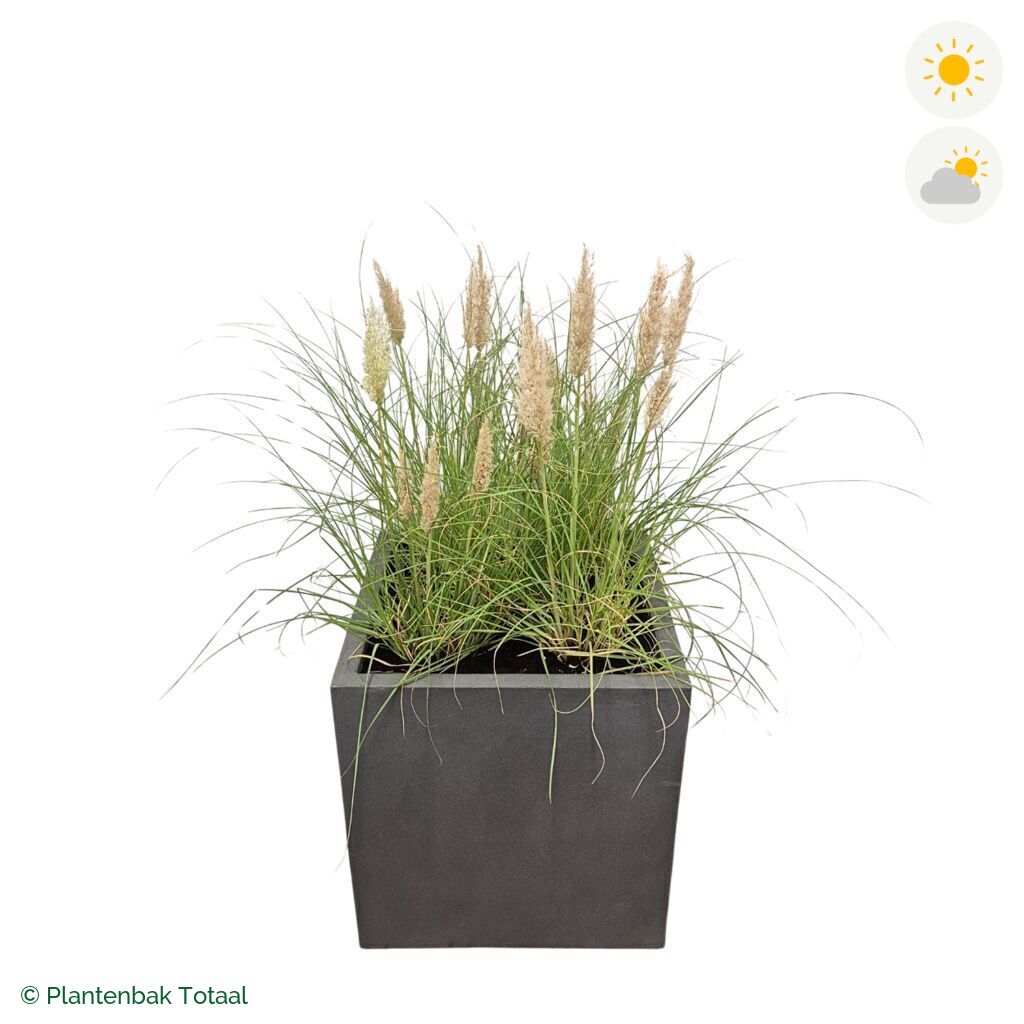 productfoto van plantenbak Fiberstone Block Vierkant Pampasgras