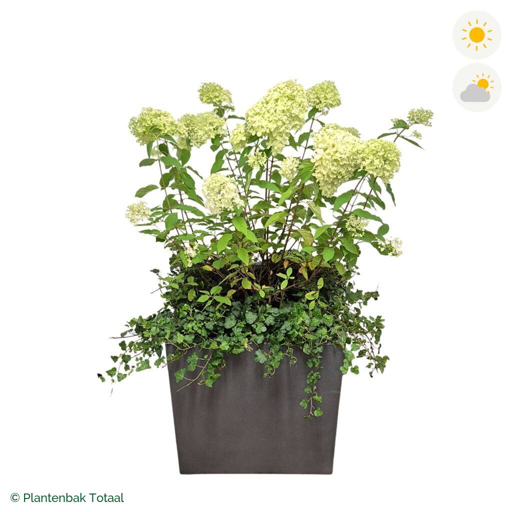 productfoto van plantenbak Fiberstone Block Vierkant Pluimhortensia Combinatie