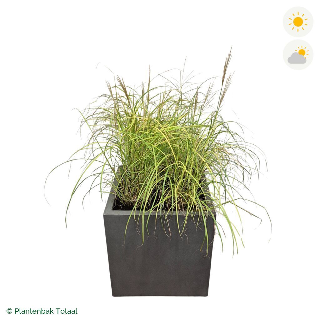 productfoto van plantenbak Fiberstone Block Vierkant Prachtriet