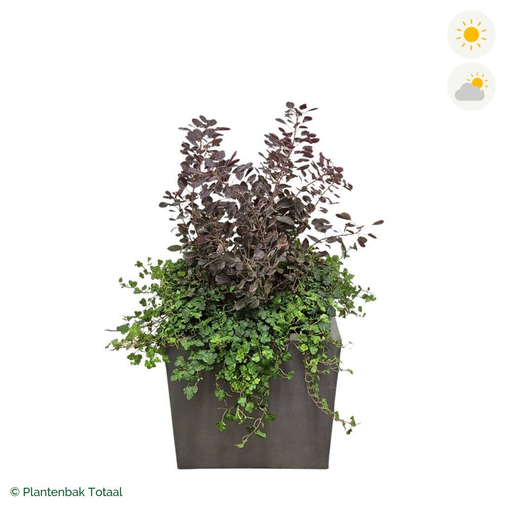 productfoto van plantenbak Fiberstone Block Vierkant Pruikenboom Combinatie