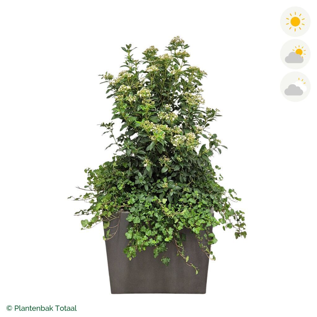 productfoto van plantenbak Fiberstone Block Vierkant Sneeuwbal Combinatie