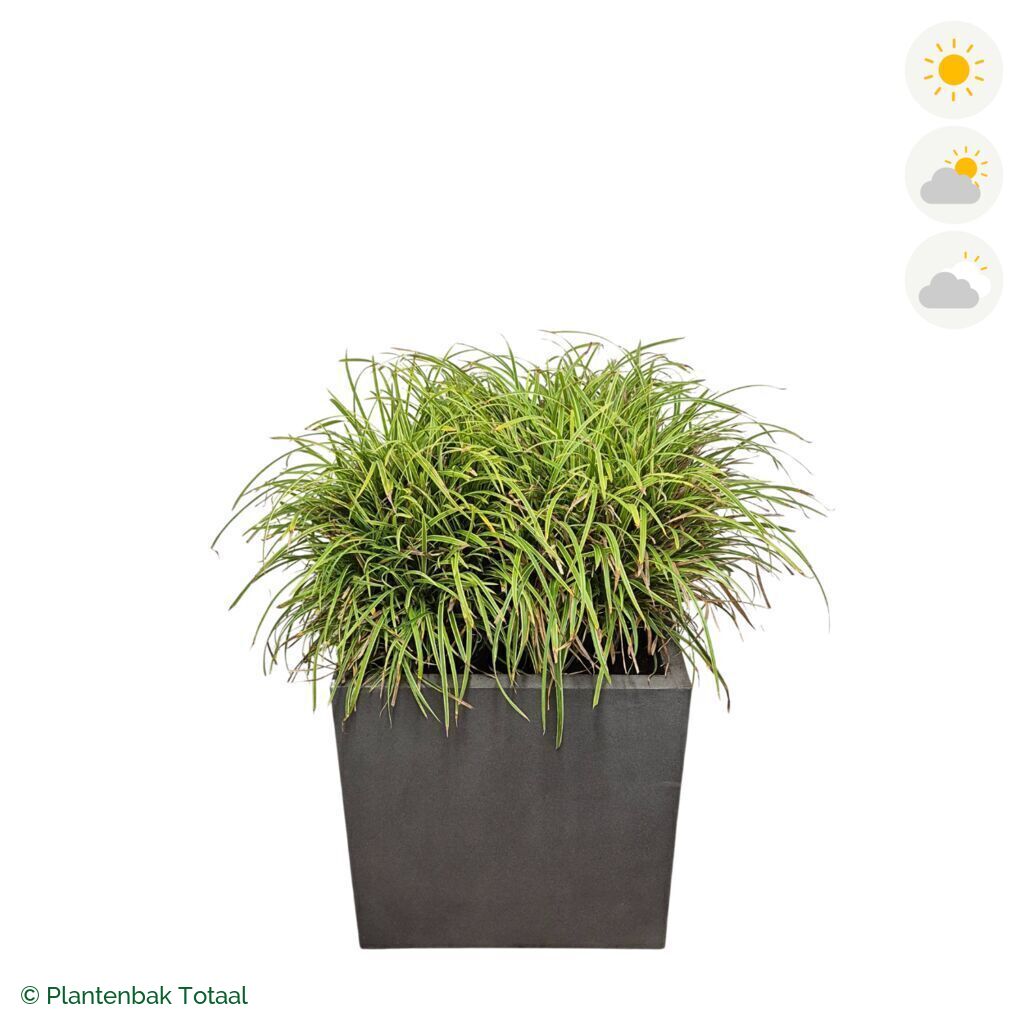 productfoto van plantenbak Fiberstone Block Vierkant Zegge