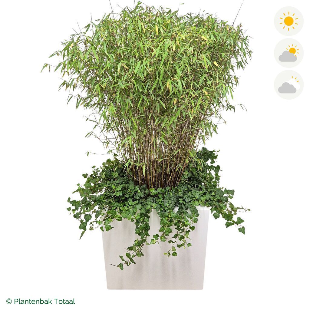 productfoto van plantenbak Fiberstone Block Hoogglans Wit Bamboe Combinatie